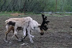 Caribou Prints: Close up of a caribou shedding its winter coat at the Alaska Wildlife Conservation Center