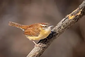 up close Carolina wren resting on a branch