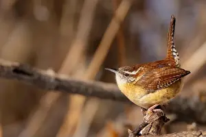 Backyard Birds Prints: up close Carolina wren resting on a branch
