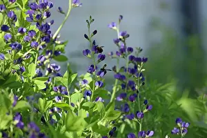 Blurred Background Prints: Close up of two Carpenter Bees gathering pollen from a False Blue Indigo flower