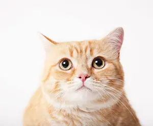Solemn Prints: Close up of cat's face