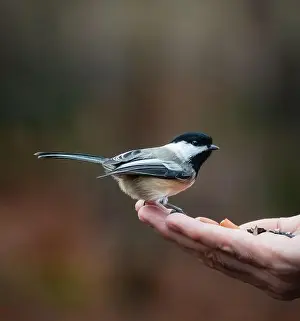 Fourties Prints: Close up of chickadee bird on hand holding seeds outside