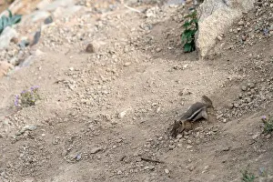 Differential Focus Prints: Close Up of a Chipmunk in Rocky Mountain National Park