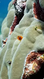 Coral Reefs Prints: Close up of christmas tree worms on a coral reef off Fuvahmulah, Maldives
