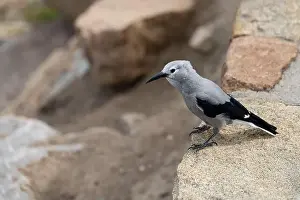 Alpine Wildlife Prints: Close up of a Clark's Nutcracker Bird in Rocky Mountain National Park