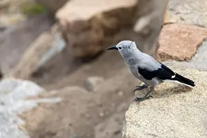 Alpine Wildlife Prints: Close up of a Clark's Nutcracker Bird in Rocky Mountain National Park