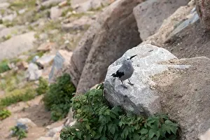 Alpine Wildlife Prints: Close up of a Clark's Nutcracker Bird in Rocky Mountain National Park
