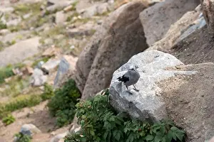 Alpine Wildlife Prints: Close up of a Clark's Nutcracker Bird in Rocky Mountain National Park