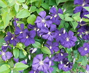Climber Prints: Close up of Clematis The President A group 2 early flowering climbing clematis covered with large purple flowers