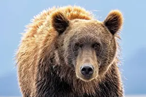 Coastal Brown Bear Prints: Close up of Coastal Brown Bear - Brown Bear Bay