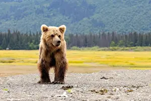 Coastal Brown Bear Prints: Close up of Coastal Brown Bear - Brown Bear Bay