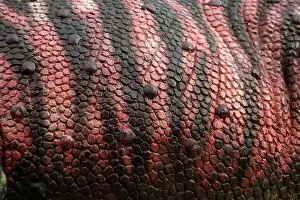 Close up to Colorful and patterns of dinosaur skin model surfaces created with cement