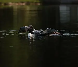 Outstretched Prints: Close up of common loon with wings outstretched on lake in summer