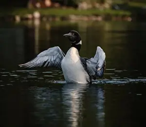 Outstretched Prints: Close up of common loon with wings outstretched on lake in summer