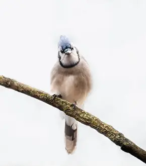 Blue Jay Prints: Close up of curious blue jay bird perched on branch looking at camera