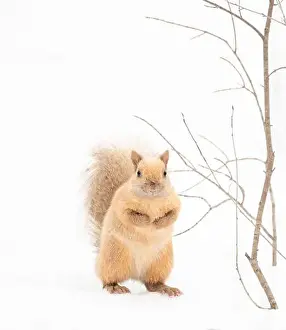 Kingston Prints: Close up of cute albino blond squirrel on snowy background