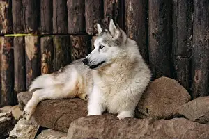 Husky Dog Prints: close up of cute husky dog laying on rocks in front of wooden logs wall outdoors