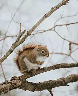 Kingston Prints: Close up of cute squirrel sitting on tree branch on cloudy winter day