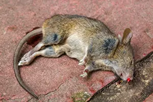 Pests Prints: Close up of dead juvenile brown rat (Rattus norvegicus)