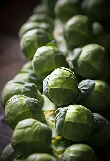 Studio Photo Prints: Close up deatil of a sprout stalk tree