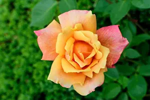 Summer Time Prints: Close up of one delicate vivid orange rose in full bloom and green leaves in a garden in a sunny summer day
