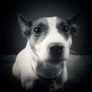 Jack Russell Terrier Prints: Close up of dog looking at camera. Black and white