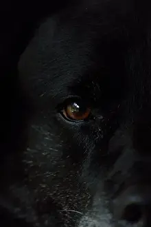Labrador Prints: close up of dogs eye