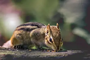 Wildlife Animals Prints: Close up of Eastern chipmunk eating grains in the forest