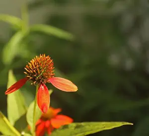 Gardening For Wildlife Prints: Close up of a Echinacea Sombrero Adobe Orange flower with three petals