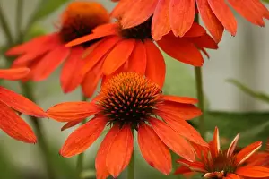 Native Garden Prints: Close up of Echinacea Sombrero Adobe Orange flowers blooming in the summer