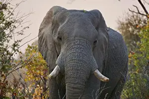 Giant Prints: close up of an elephants head
