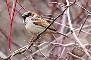 Southwestern Prints: Close up of an English or House Sparrow spotted in Southwestern Ontario, Canada