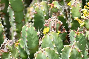Lanzarote Prints: Close up of Euphorbia resinifera in bloom