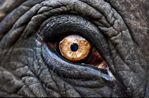 Watchful Prints: Close up of eye of an Indian elephant Jaipur India