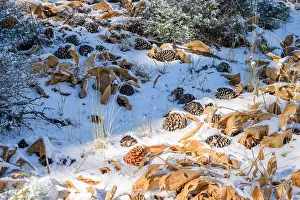 Natural Background Prints: Close up of fallen leaves and pine cones on a forest floor covered in light snow in autumn