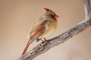Crested Prints: Up close a female Northern Cardinal resting on a branch