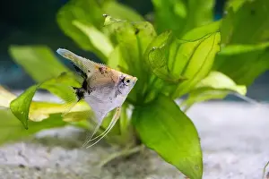Gills Prints: Close up of a fish in an aquarium with a green plant