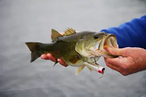 Angling Prints: Close up fisherman holding large mouth bass with heddon chugger spook lure in mouth XRW540