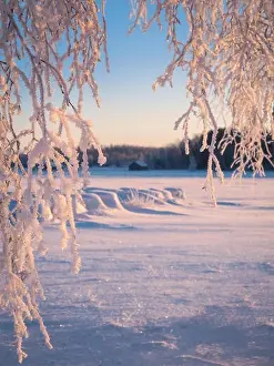 Close up from frosty tree branches with morning light at winter in Finland