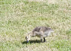 Goslings Prints: Close up of one gosling, canada goose, walking in grassy city park field, eating grass