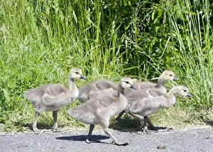 Protecting Prints: Close up on goslings, Canada geese, walking along asphalt walkway in a local city park