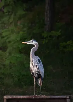 Ardea Herodias Prints: Close up of great blue heron bird standing on dock in front of trees