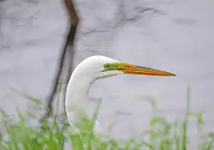 Ardea Alba Prints: Close up of a Great Egret Head in Brazos Bend State Park in Texas