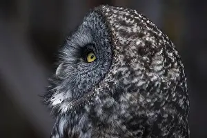 Great Gray Owl Prints: Close Up of Great Gray Owl