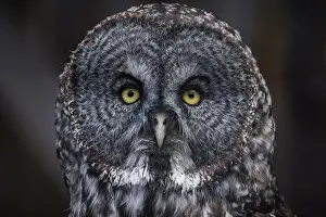 Great Gray Owl Prints: Close Up of Great Gray Owl