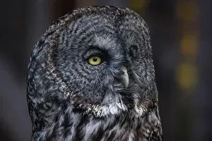 Great Gray Owl Prints: Close Up of Great Gray Owl