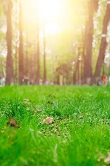 Defocus Prints: Close up green grass field with blur park background
