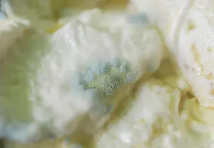 Smell Prints: Close up of green mould growing on past due yogurt