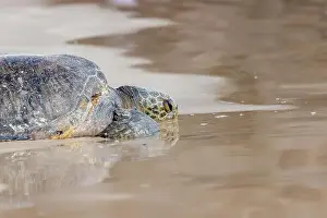Sea Turtle Prints: Close up of green sea turtle Chelonia mydas relax on beach