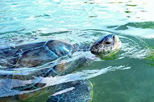 Carapace Prints: Close up of a Green Sea Turtle (Chelonia mydas) surfacing in the water